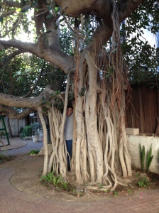 A very, very old tree in Yafo